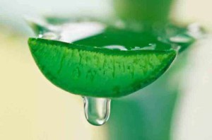 Алое віра: лікувальні властивості і застосування у медицині + відео