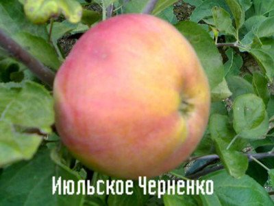 Повний опис сорту Липневе Черненко