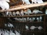 Сарай для гусей своїми руками – будуємо приміщення для птиці + Відео