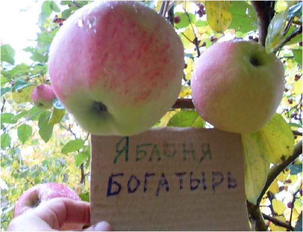 Яблуня Богатир: опис, фото, правила посадки та догляду