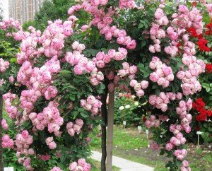 Вюнка роза: посадка і догляд – важливість проведення робіт + відео