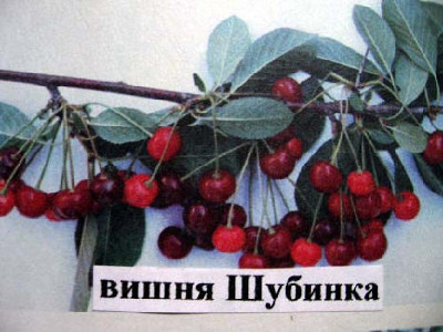 Найкраща для джему вишня Шубинка: опис сорту, характеристики