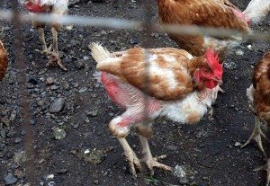 Алопеція у курей або що робити, якщо птахи лисіють?