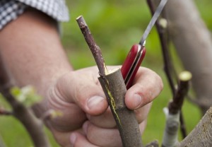 Щеплення сливи навесні: як провести роботи в саду? + відео
