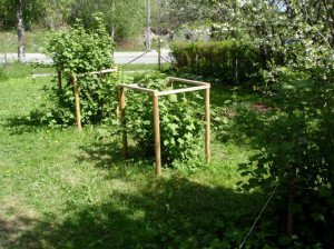 Червона і чорна смородина – догляд навесні для кращого результату + Відео Червона і чорна смородина – догляд навесні для кращого результату + Відео