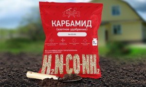 Обробка саду ранньою весною – чим обробити, щоб захистити дерева від шкідників? + Відео