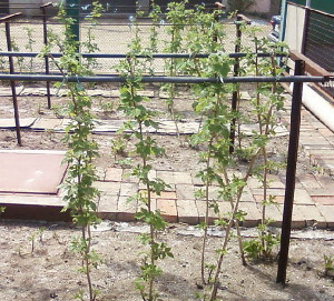 Посадка малини навесні – закладаємо урожайний малинник + Відео