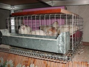 Клітки для перепелів своїми руками, креслення, розміри, виготовлення саморобних конструкцій