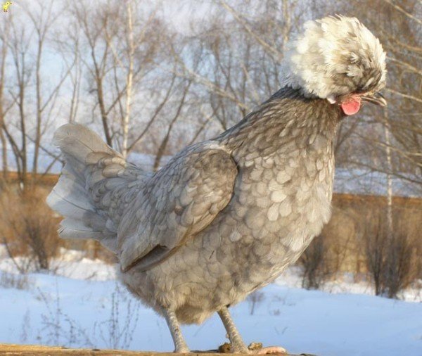 Голландська ряст: курка красуня, несучка та квочка