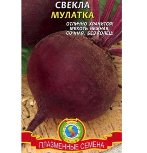 Буряк Мулатка – для вживання і зимового зберігання + Фото та відео