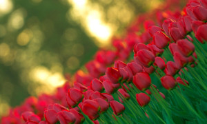 Посадка цибулинних рослин: як провести роботи по висадці? + відео