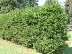 Як оформляється живопліт з ялівцю і хвойних? + відео Як оформляється живопліт з ялівцю і хвойних? + відео