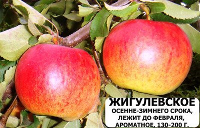 Яблуня сорту Жигулівське   врожайність і стійкість до парші