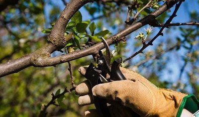 Високоврожайна, стійка до кокомікозу вишня Ровесниця