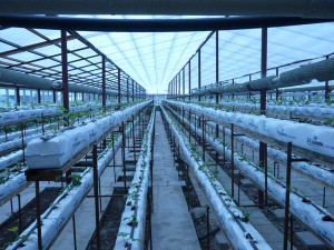 Посадка полуниці навесні – вибираємо розсаду, проводимо пересадку + відео