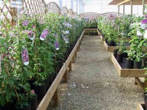 Посадка клематисів навесні, а також висадка в будь який час року + Відео