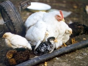 Кутикулит: що робити, коли птах помирає від виразки шлунка