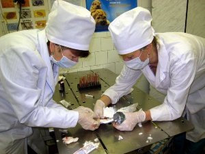 Кандидоз у птахів: поразка зобу і слизової оболонки