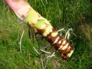 Аїр болотний – лікувальні властивості, застосування в побуті + відео