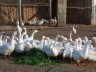 Сарай для гусей своїми руками – будуємо приміщення для птиці + Відео