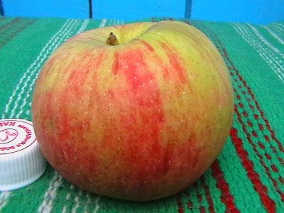 Сорт стійкий до парші яблуні Курнаковское