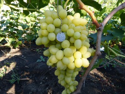 Виноград Благовіст: опис сорту з фото, характеристики і зовнішній вигляд