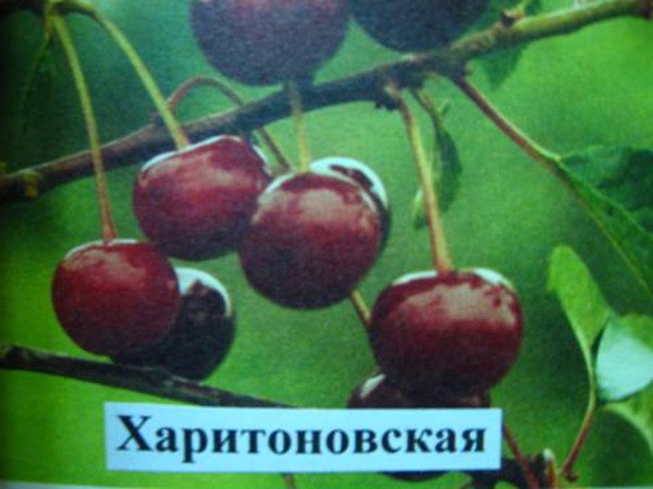 Вишня Харитоновская   відгуки садівників, опис сорту та фото