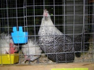 Кури Кампин сріблястий   продуктивність і краса на подвіря
