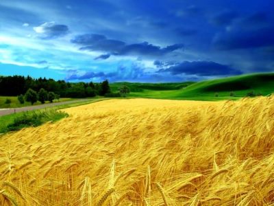 Зимові зелені яблука ренет Симиренка
