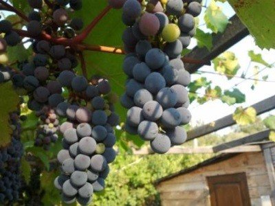Виноград Російський Конкорд: опис, фото та докладні характеристики сорту