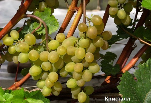 Виноград Кристал: опис сорту, характеристики і фото