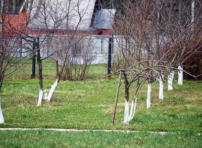 Слива Ранок: докладний опис жовтого, солодкого, врожайного сорту і фото