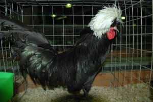Голландська ряст: курка красуня, несучка та квочка