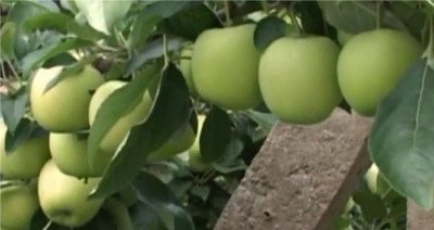 Любава   приголомшливий смак і солодкий аромат яблук