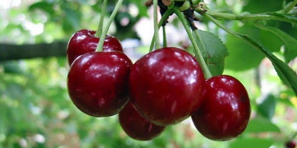 Вишня Маяк   довгожитель серед вишень, опис сорту та фото