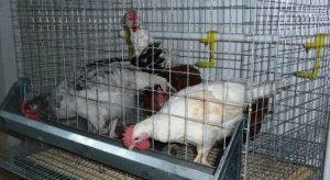 Кліткове утримання курей несучок: секрети та поради