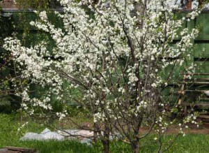 Догляд за вишнею навесні – обробляємо і підгодовуємо дерева + відео