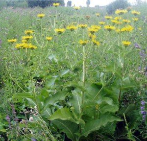 Оман – лікувальні властивості і протипоказання + відео