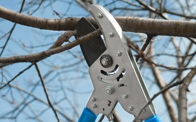 Антонівка десертна   посадка, догляд та боротьба з шкідниками