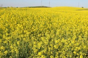 Ріпак як добриво для городу – удобрюємо без витрат і праці + Відео