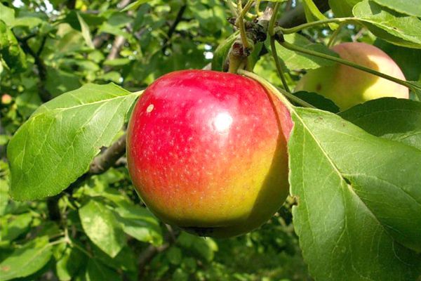 Яблуня сорту Квінта: чим хороша, як садити, які особливості?