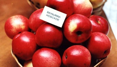 Яблуня Веньяминовское володіє високою стійкістю до парші