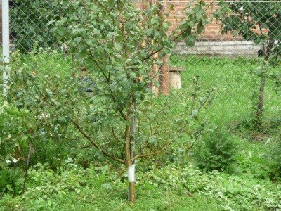 Яблуня Народне: опис сорту, фото та заходи боротьби з шкідниками і хворобами