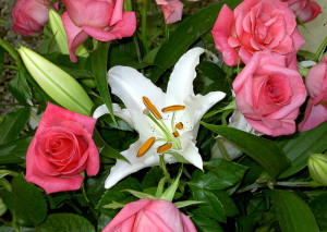 Садові квіти, що цвітуть усе літо – однолітні і багаторічні + відео