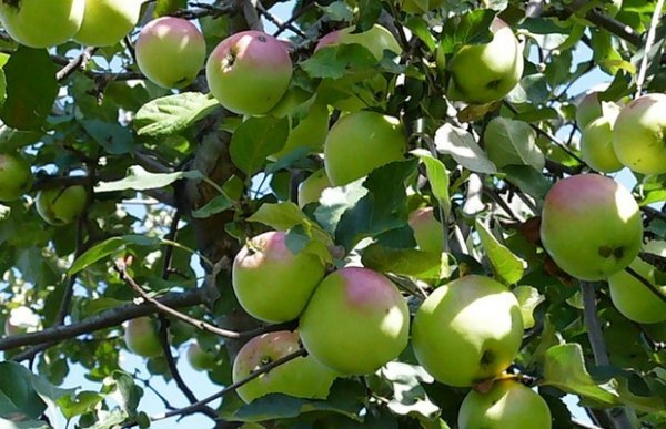Яблуня Синап орловський: повний опис та наочні фото сорту
