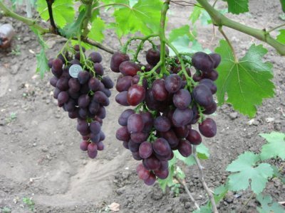 Виноград Аюта Павловського: докладний опис раннеспелого сорту і фото