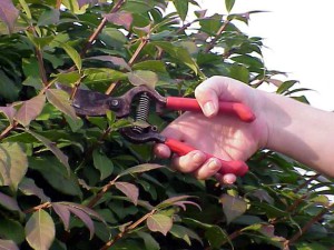 Обрізка дерев – як підвищити врожайність і оформити крону? + відео