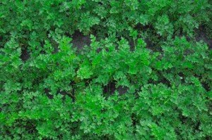 Вирощування петрушки у відкритому грунті – зелень до столу + відео