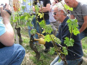 Коли краще робити обрізання плодових дерев – проведення робіт + Відео