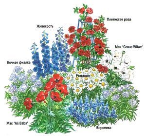 Схема посадки квітів на клумбі – переносимо думки на папір + Відео